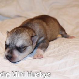 Boy 2 - Gray and white male Alaskan Klee Kai puppy in Klamath Falls, Oregon from Nordic Mini Huskys