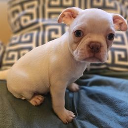 Veneer - Seal and white Boston Terrier puppy in Boston, Massachusetts from Boston Collections
