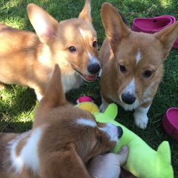 Pembroke Welsh Corgis from LaLoba’s Corgis