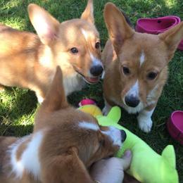 Pembroke Welsh Corgis from LaLoba’s Corgis