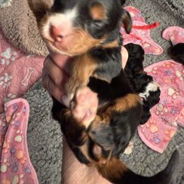 Iga Swiatek - Phantom female Bernedoodle puppy in Curtice, Ohio from The Pink Doghouse
