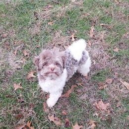 McLovin' - Havanese