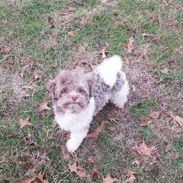 McLovin' - Havanese