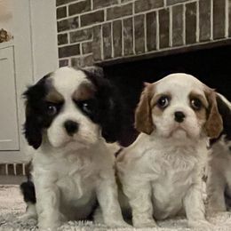 Cavalier King Charles Spaniel Puppies from Ridgefield Cavaliers