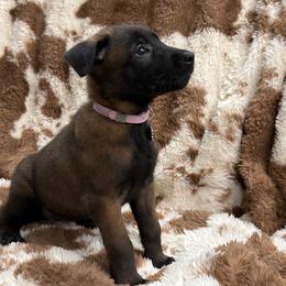 Girl 1 - female Belgian Malinois puppy in Midway, Georgia from C4MALINOIS
