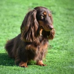 Dahlia - Dachshund