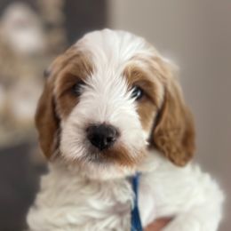 Blue collar boy - Parti male Goldendoodle puppy in Hollister, Missouri from Wild Acres Goldendoodles