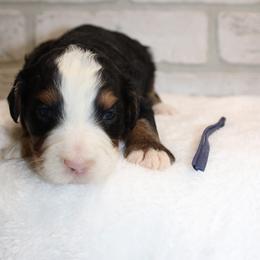 Navy Girl - Tri-color female Bernedoodle puppy in Mississippi from Ewing Acres