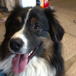 Australian Shepherds from TLC Dream and Pureland Australian Shepherds