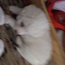 Bichon Frises and Companion Crosses from Kathy Ballard Maltese Bichon mixes