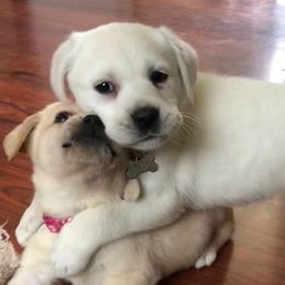 Labrador Retrievers from Jaycee Labradors