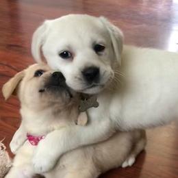 Labrador Retrievers from Jaycee Labradors