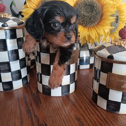 Nutmeg - Black and tan female Cavalier King Charles Spaniel puppy in Villa Rica, Georgia from Georgia Alabama Cavaliers