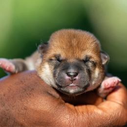Boy 1 - Red male Shiba Inu puppy in Hephzibah, Georgia from Evenfalls Shiba Inu