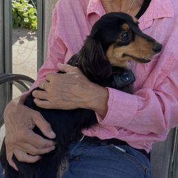 Daisy - Dachshund