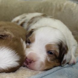 Australian Shepherd puppies from Headley Farms Australian Shepherds