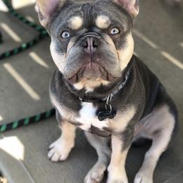 Simba - French Bulldog