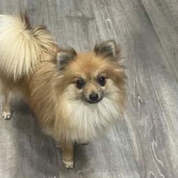 Dachshunds, Pomeranians, and Pomskies from Brandie Kelley