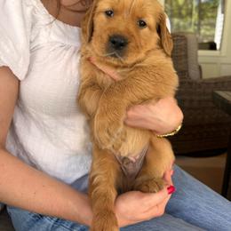 Male 4 - Golden male Golden Retriever puppy in Clermont, Florida from Homeward Bound Goldens