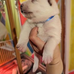 Pomsky Puppies from Valparaiso Pomskys
