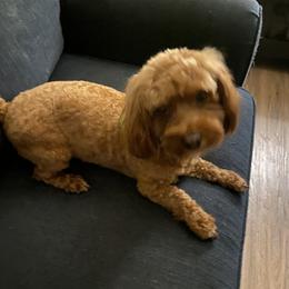 Bernadette - Cockapoo