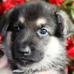 A - Black and tan female German Shepherd puppy in Yakima, Washington from Bahr-S German Shepherds