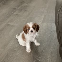 Cavalier King Charles Spaniels from Sugarloaf Cavaliers