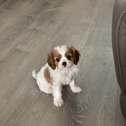Cavalier King Charles Spaniels from Sugarloaf Cavaliers