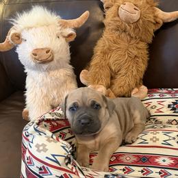 Light pink collar - Fawn female Cane Corso puppy in Briggs, Texas from Capital City Corso’s