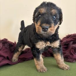 Birdie - Black and tan female Airedale Terrier puppy in Huntersville, North Carolina from Cool Hand Luke Kennels
