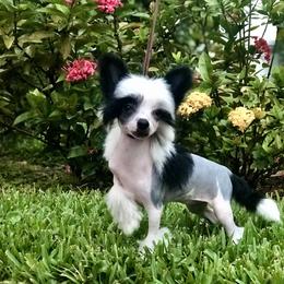 Chinese Crested Puppies from Halcyon Chinese Cresteds