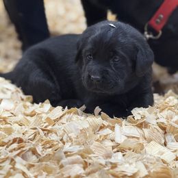 Labrador Retriever Puppies from Hillstone Labradors