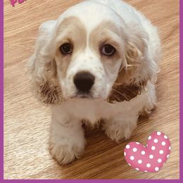 Cocker Spaniel Puppies from Angelic Cocker’s