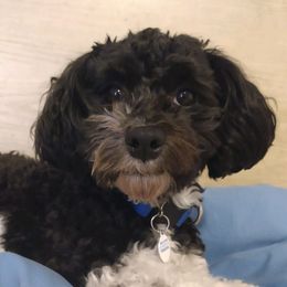 Lincoln - Havanese