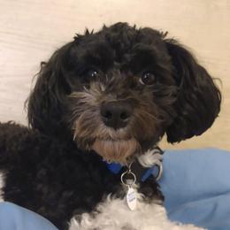 Lincoln - Havanese