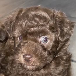 Shihpoo Puppies from Windy Acres Shihpoos