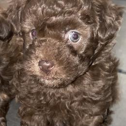 Shihpoo Puppies from Windy Acres Shihpoos