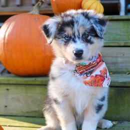Leo Seebold - Blue merle male Australian Shepherd puppy in Statesville, North Carolina from Charming Australian Shepherds