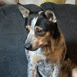 Australian Cattle Dogs from Australian Cattle Cuties