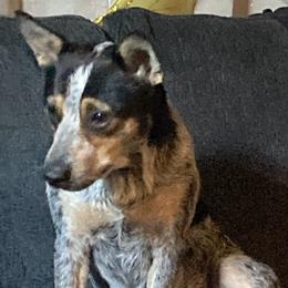 Australian Cattle Dogs from Australian Cattle Cuties