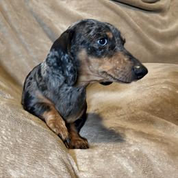 Rorraa - Dachshund