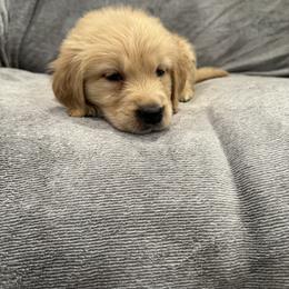 Donner:Green collar - Golden male Golden Retriever puppy in Monterey, Tennessee from Lawson’s Green Acres Goldens and Mini Dachshunds