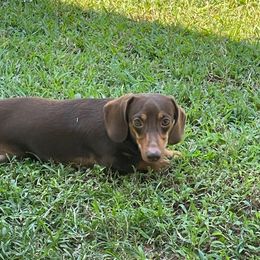 Merle - Dachshund