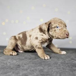 Wesson NALC - Red merle male Catahoula Leopard Dog puppy in Doerun, Georgia from Twig & Tail Puppies