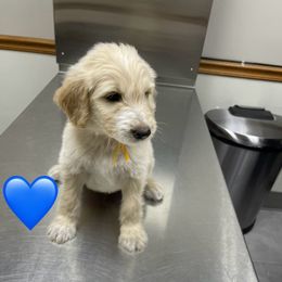 Yellow - Apricot male Goldendoodle puppy in Deville, Louisiana from Milley’s Poodles and Doodles