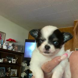Eli - Black and white male Chihuahua puppy in Red Bluff, California from Aye Chihuahua