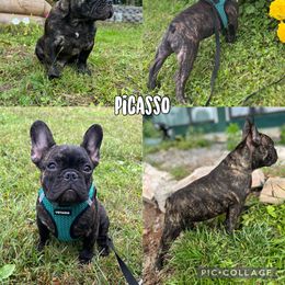 Picasso - Brindle French Bulldog puppy in New York from The Great French ( Great Danes + Frenchies )