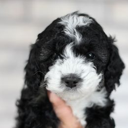 Oreo - Black tri-color female Aussiedoodle puppy in Nephi, Utah from Peachydoodlepups