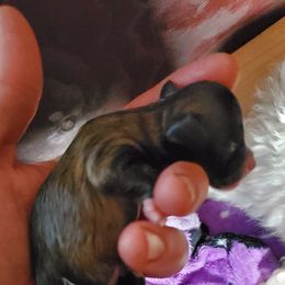 Shihpoo Puppies from Perfect Companion Puppies