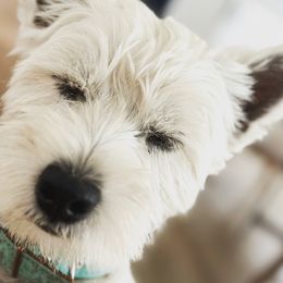 Milo - West Highland White Terrier